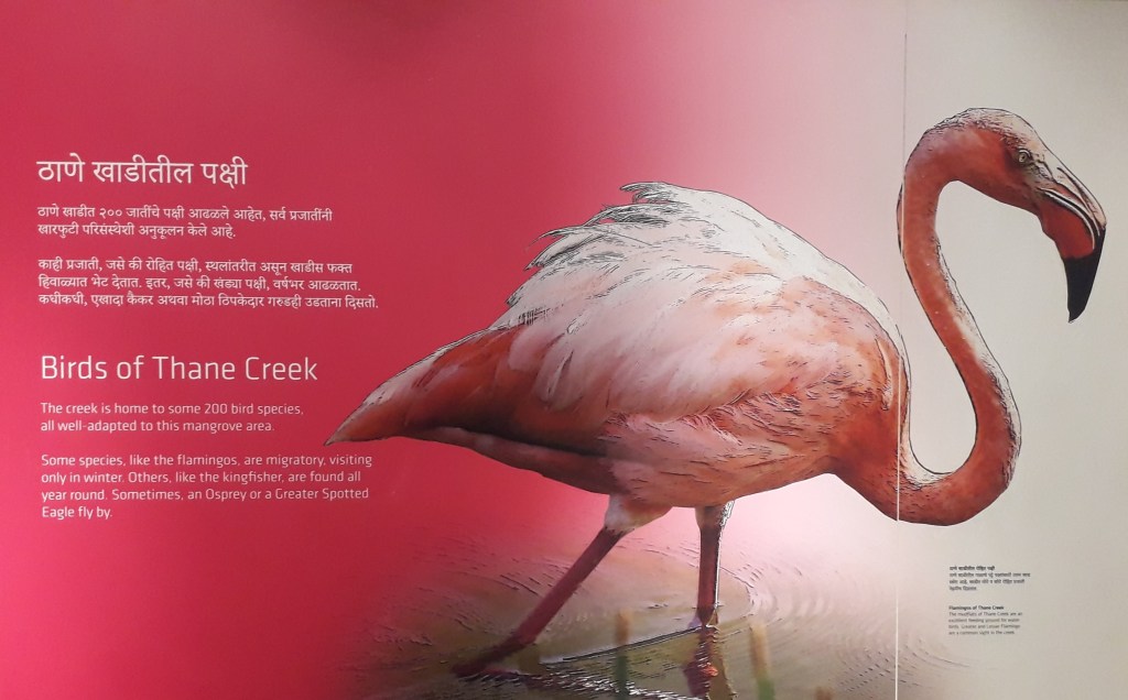 Thane Creek Flamingo&nbsp;Sanctuary